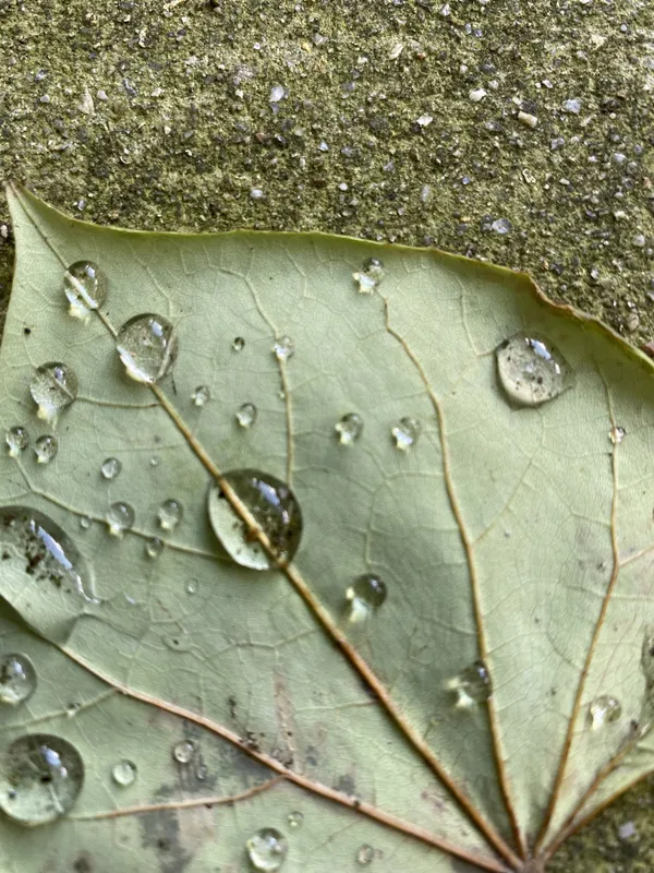 Leaf Meets Rain thumbnail