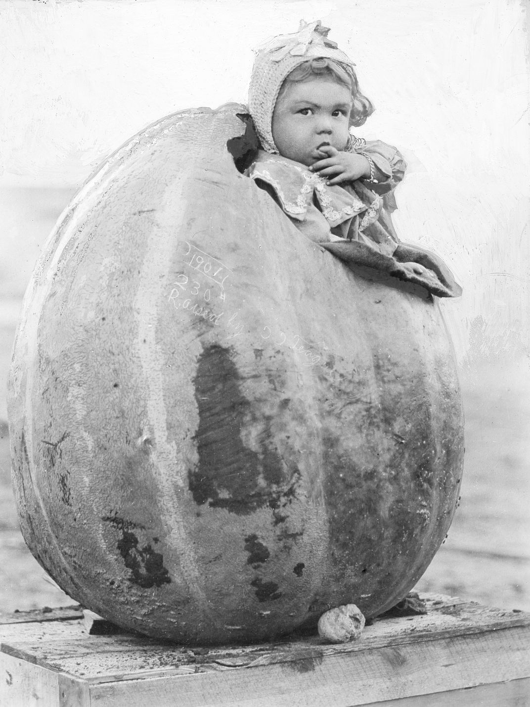 A photo from an early 20th-century magazine shows a child in a giant Californian pumpkin.