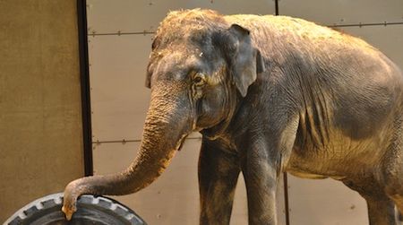Shanti the Asian elephant plays with a tire in the National Zoo’s new Elephant Community Center, which opens on Saturday, March 23.