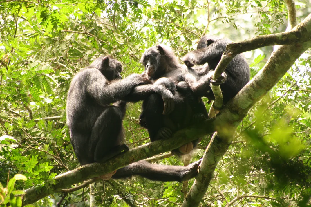 Three bonobos sit on a tree branch and groom each other.
