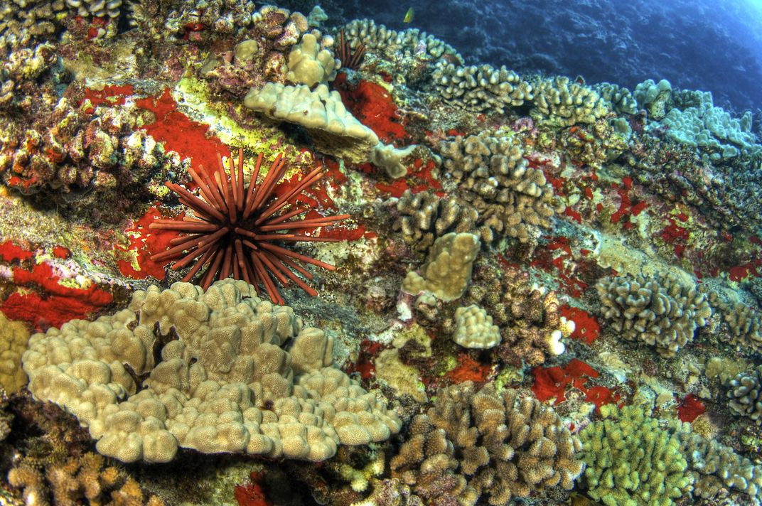Slate Pencil Urchin amid a coral reef