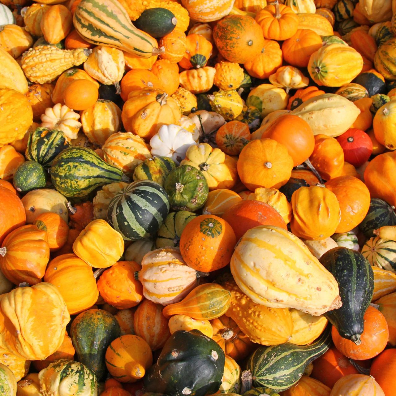 Squash & Pumpkin Cookbooks - Good Gourds