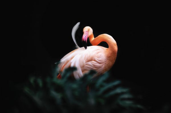 Flamingo thumbnail
