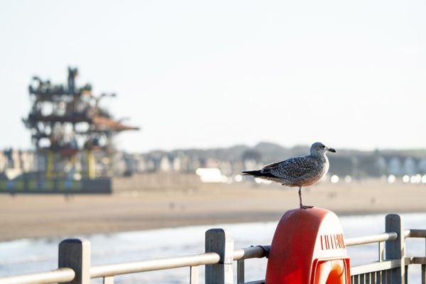 The Guardian of a Pier thumbnail