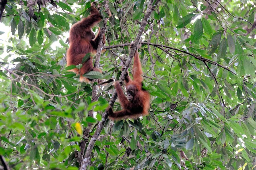 Orangutans