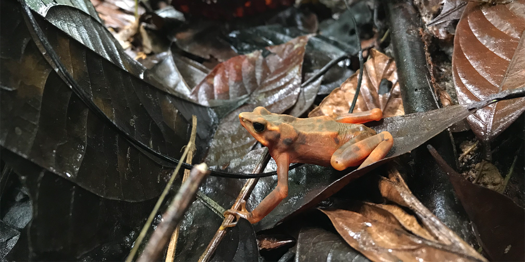 Closeup of a small orange and grey Atelopus resting in brown leaf cover. The amphibian's coloring makes it hard to see.