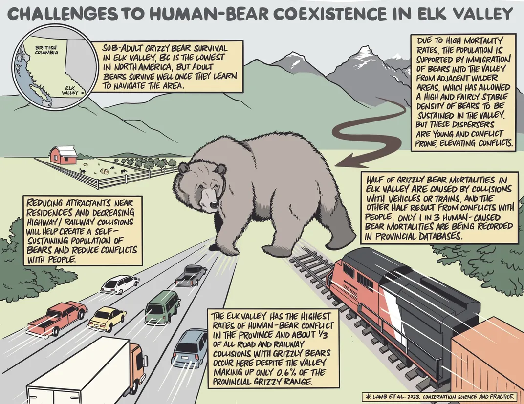 Human Bear Coexistence Graphic