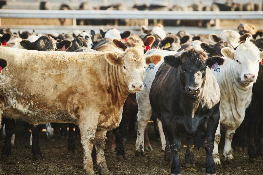 cattle standing in a pen