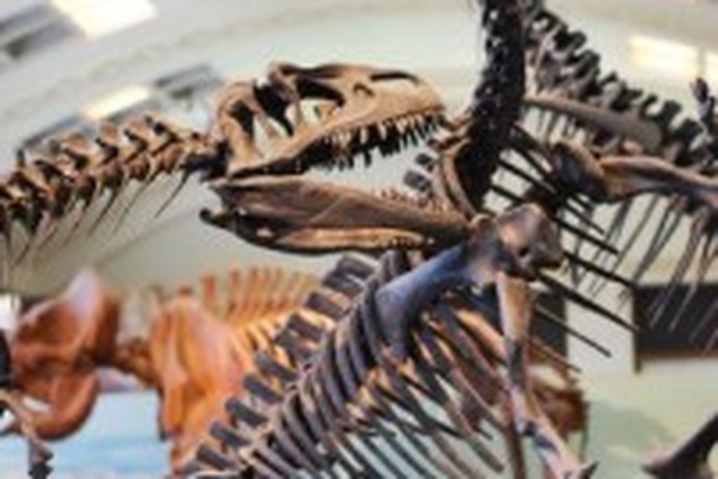 20110520083219allosaurus-camptosaurus-201x300.jpg