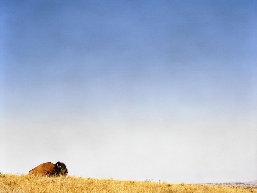 10_06_2014_bison.jpg