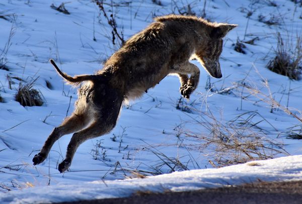 A hungry Coyote on the hunt thumbnail