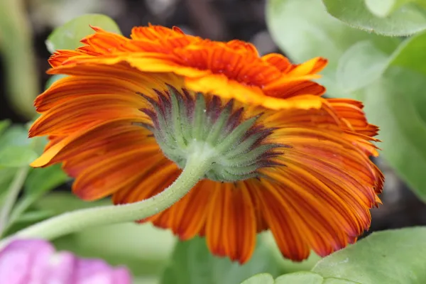 The pot-marigold flower thumbnail