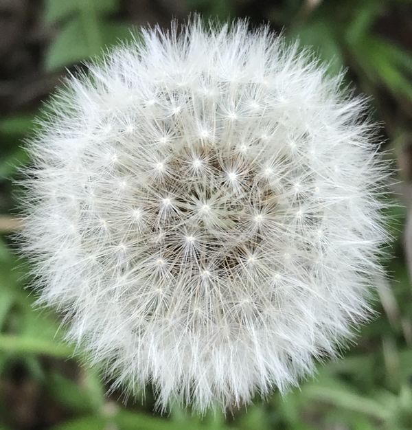 The promise of a dandelion. thumbnail