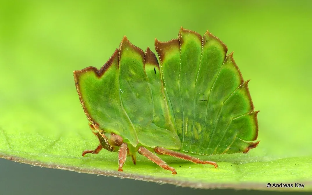 Treehoppers’ Bizarre, Wondrous Helmets Use Wing Genes to Grow