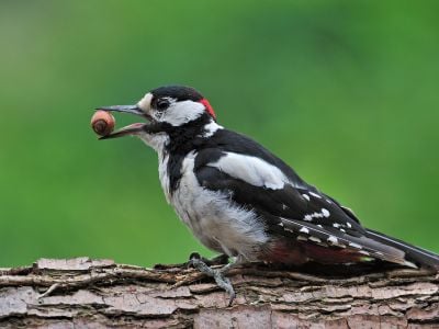 A great spotted woodpecker eats a hazelnut. Bird beaks may have allowed the animals to eat seeds and nuts after an asteroid hit the earth, wiping out many forms of life.
