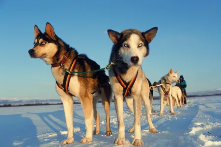Dog sled racing is a classic bit of fun in Alaska. But as that state warms, organizers are having to move or cancel races.