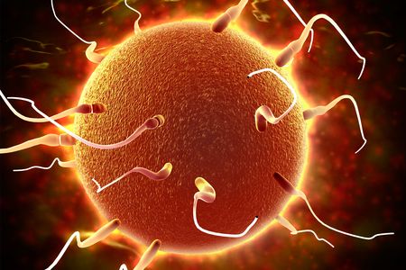 For sperm, there's a vas deferens between start and finish, but the epididymis is what alters these swimmers en route.