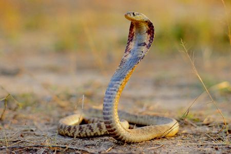Taxonomic vandalism can have disastrous consequences for  wildlife conservation—but it could also impact human health.
Shown here, an African spitting cobra poised to strike. 