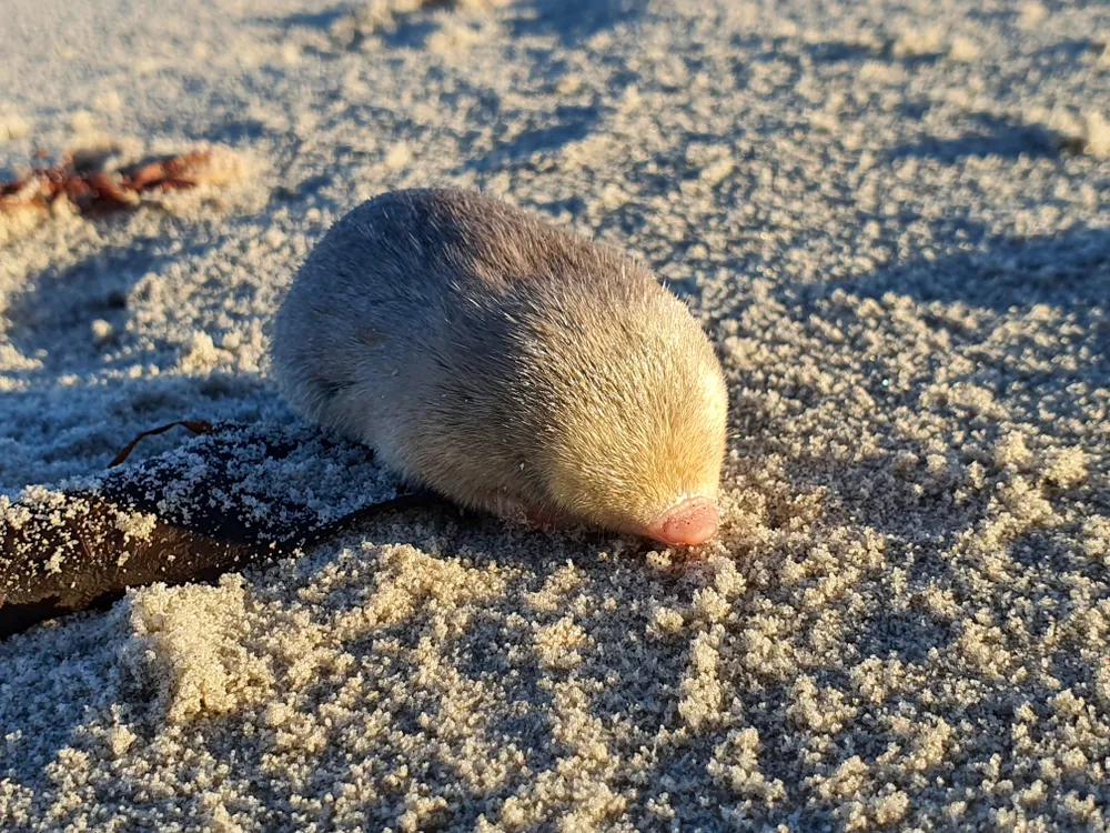 A golden mole sits on the sand