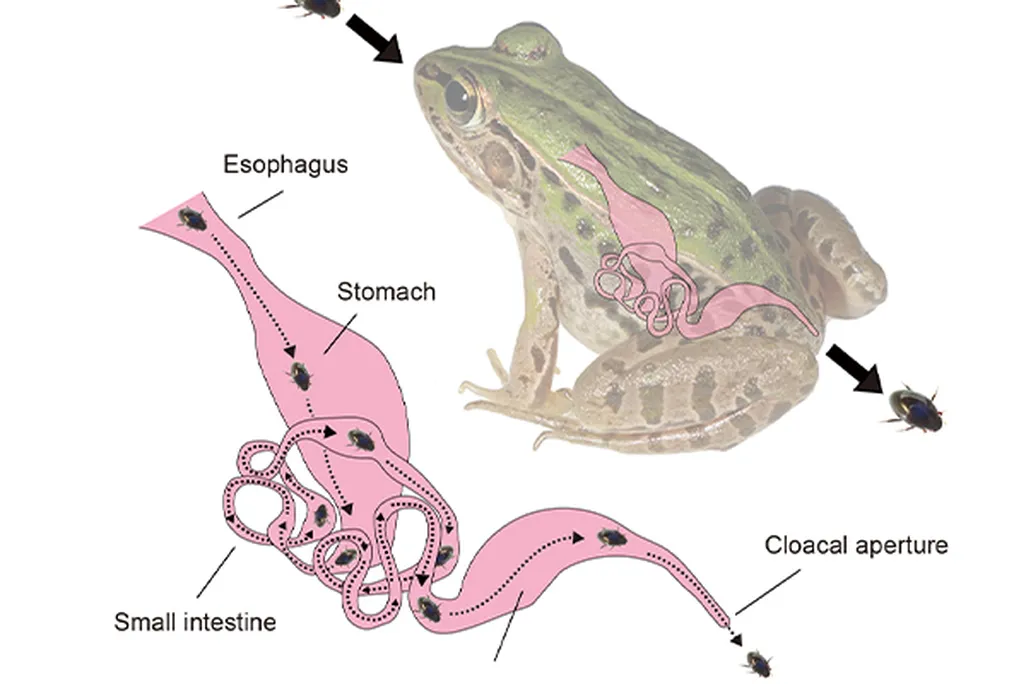 A diagram with a hypothetical escape route of the water beetle, shown traveling through the frog's internal organs