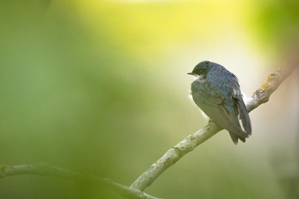 Tree Swallow thumbnail