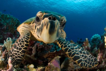 A hawksbill sea turtle poses for its close up.