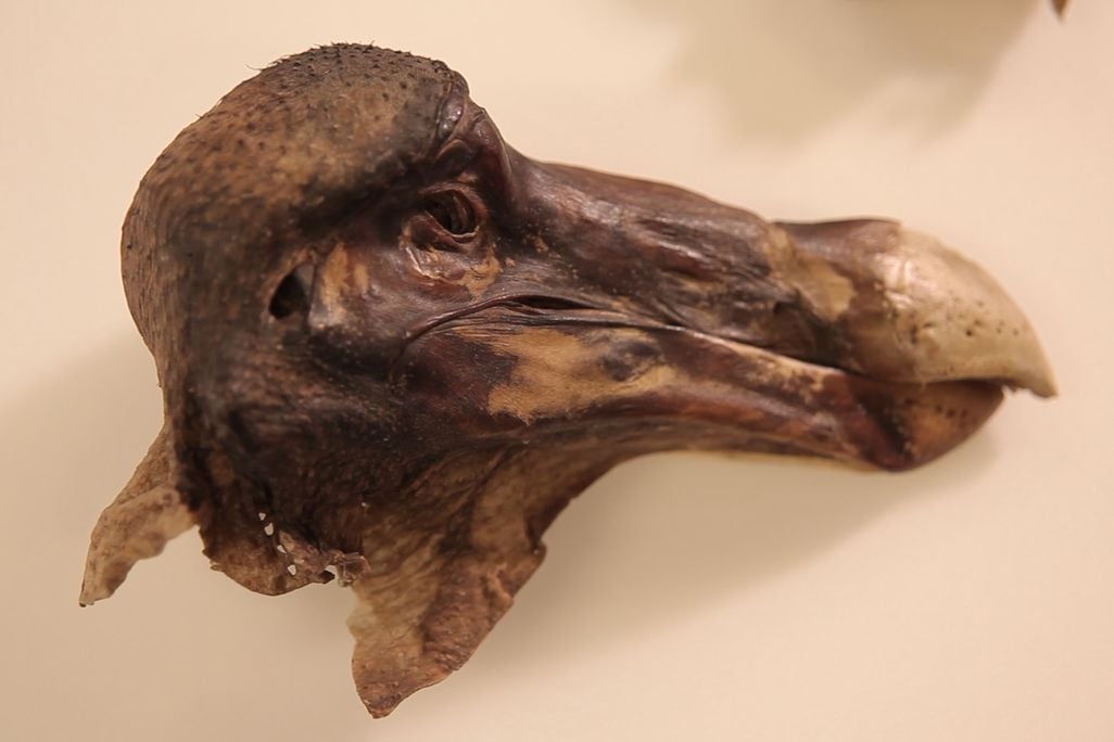 Dodo Skin