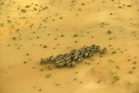 Imperiled survivors: A herd migrates across Chad, once home to tens of thousands of elephants. After a surge in poaching, only about 1,000 remain. 