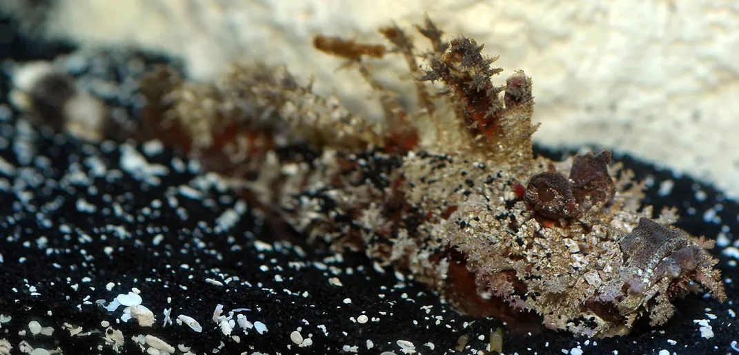 Why Did a Venomous Fish Evolve a Glowing Eye Spike?