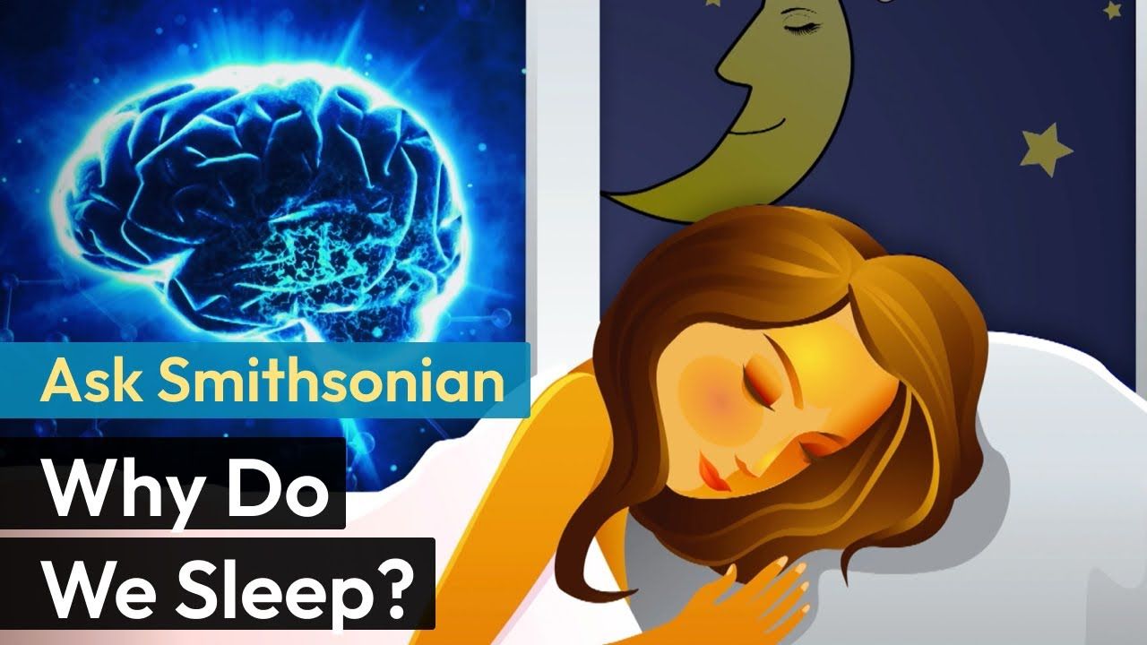 Preview thumbnail for Ask Smithsonian: Why Do We Sleep?