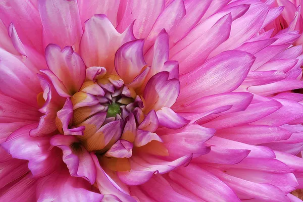 Pink Dahlia thumbnail