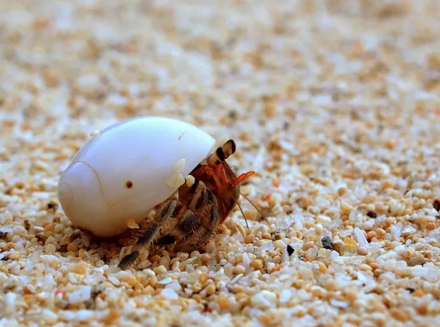 Hermit Crabs Avoid Conflict By Developing a Taste for Specific Types of  Shells | Smart News| Smithsonian Magazine