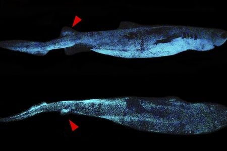 Photos of the kitefin shark glowing in the dark.