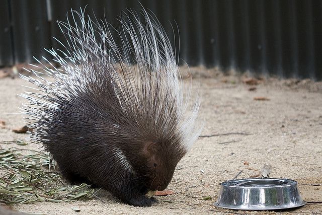 Porcupines