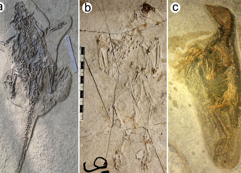 The “Pompeii of Animals” Shows Dinosaurs, Mammals and Early Birds in Their Death Throes