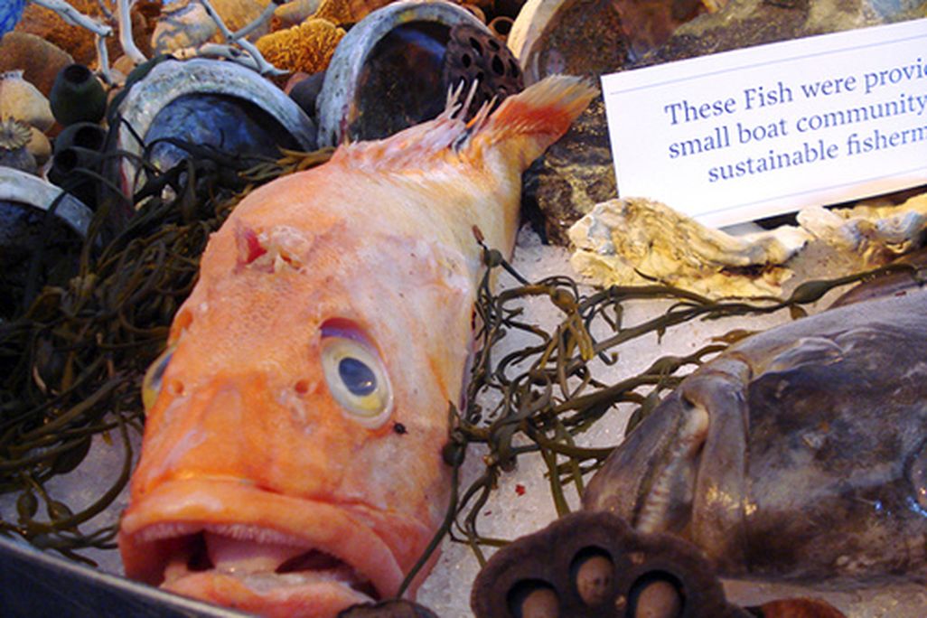 20110520090031fish-still-life2831007225_946f81af9e.jpg
