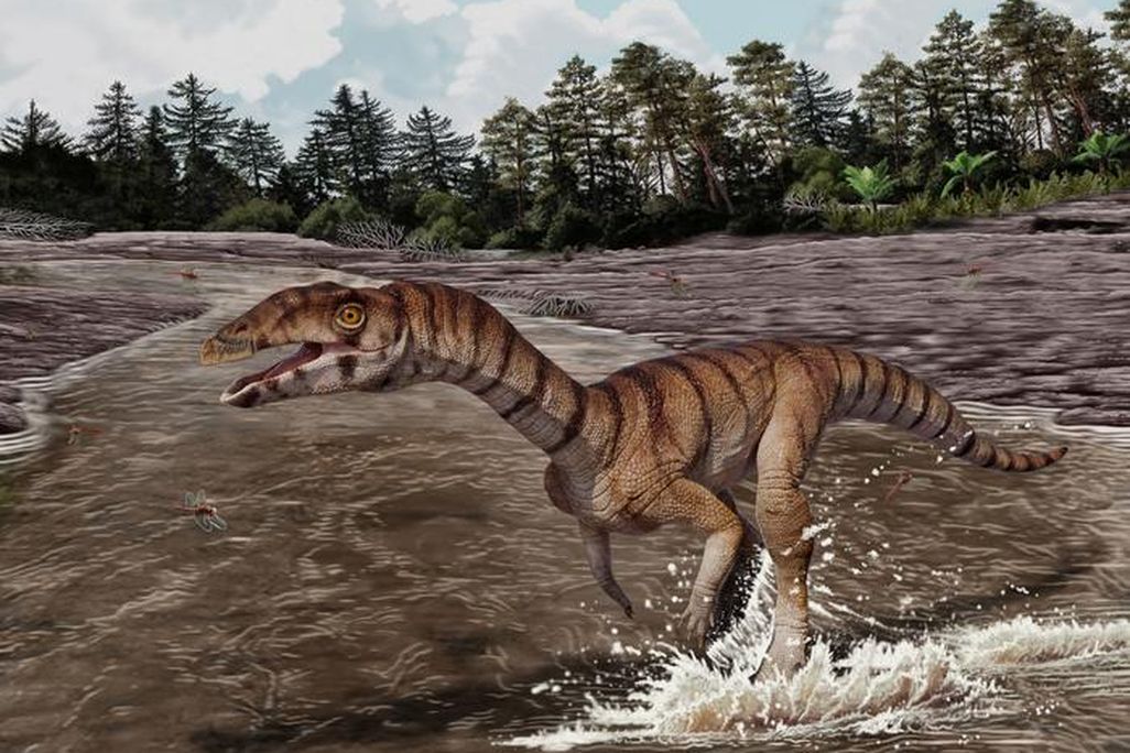 a lizard-looking animal standing in water