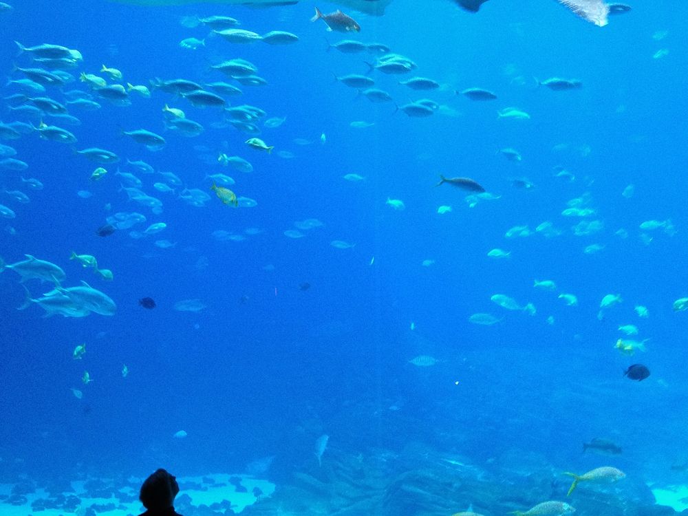 Silhouette Study Of The Crowd Viewing The Whale Sharks At The Georgia 