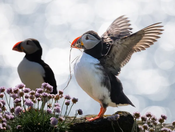 Two Puffins building their burrow thumbnail