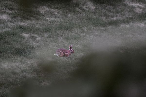 Bunny in the front yard. thumbnail