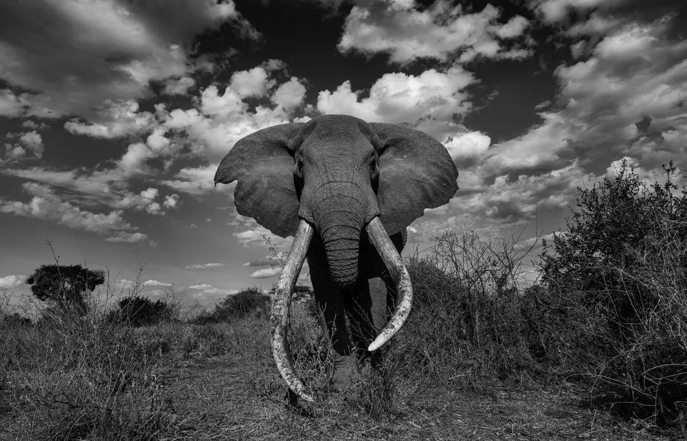 Craig, one of Africa’s last great tuskers, stands before me in Amboseli’s open plains. After days of searching, witnessing his presence felt like stepping into a fading era, majestic, vulnerable, and irreplaceable.