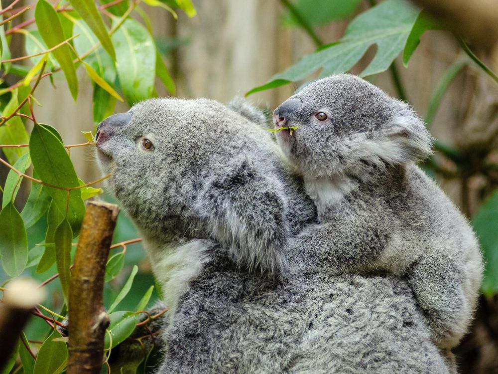 Scientists Begin Vaccinating Wild Koalas Against Chlamydia, Smart News