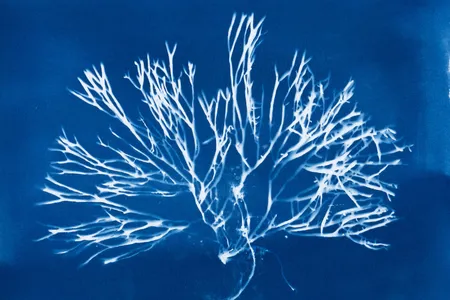 Algae collected by the artist while free diving off Point La Jolla, California