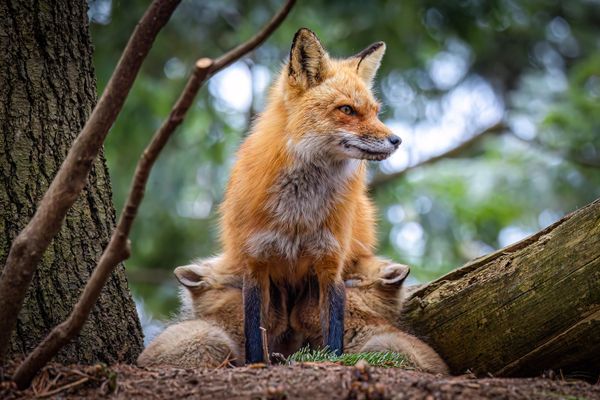 Breastfeeding Red Fox thumbnail