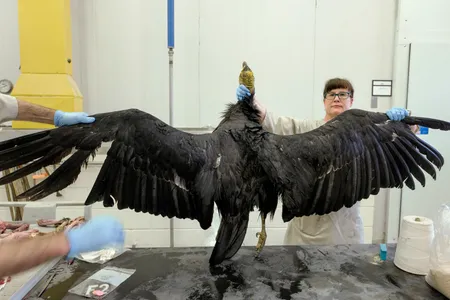 Christina Gebhard prepares to measure a condor's wingspan 
