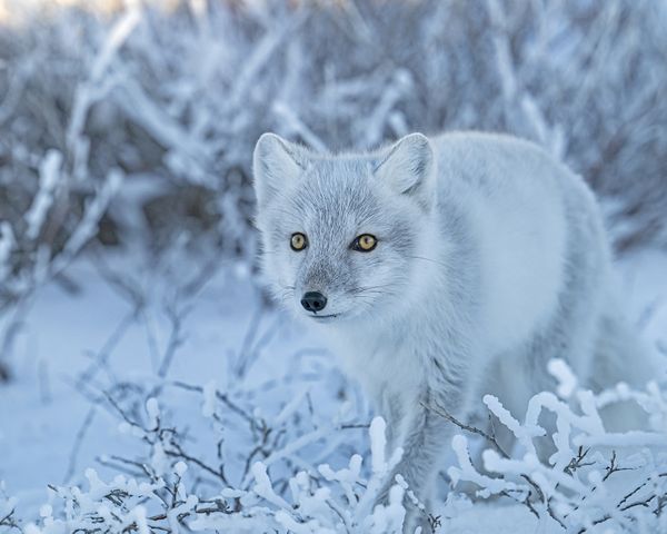 Arctic Fox #1 thumbnail