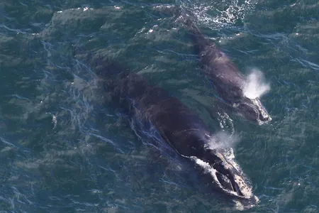 EgNo 4180 and her 2019 calf photographed by the CCS aerial survey team in Cape Cod Bay on 4/11/19. 