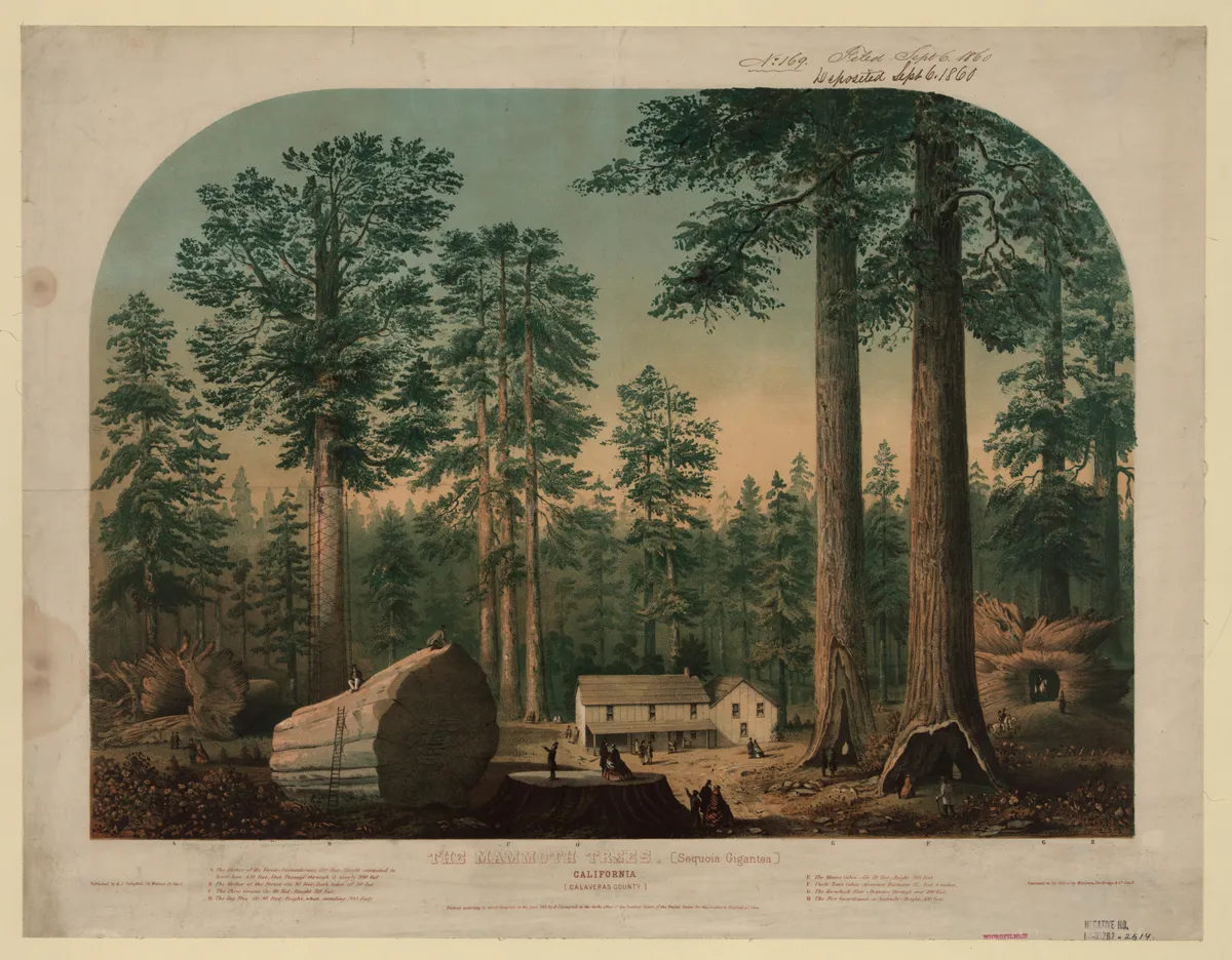 In the mid-19th century, “Big Tree mania” spread across the country and our love for the trees has never abated. <https://t.co/EVqBvABtYX>
 [↧](https://t.co/EVq