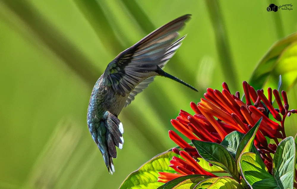 Ruby-throated hummingbird going after some nector.