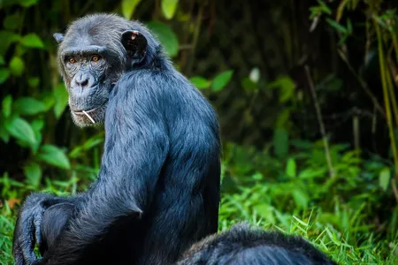 A new study finds chimpanzees drum against tree roots with rhythm, suggesting they share an evolutionary trait with humans passed down by a last common ancestor.